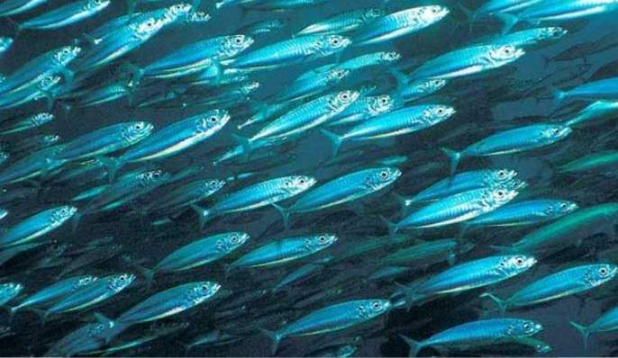 Размножение путассу