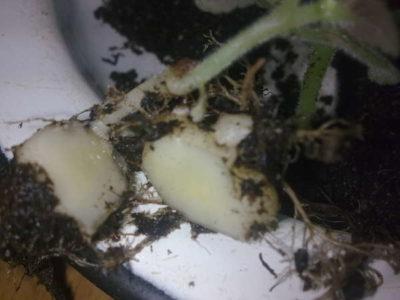 Размножение