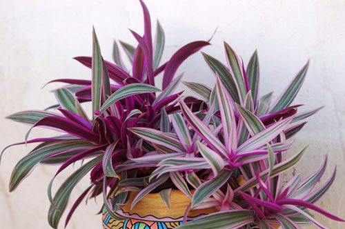 Рео - посадка и уход в домашних условиях, фото сортов, размножение