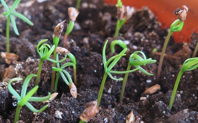 Ростки пихты из семян