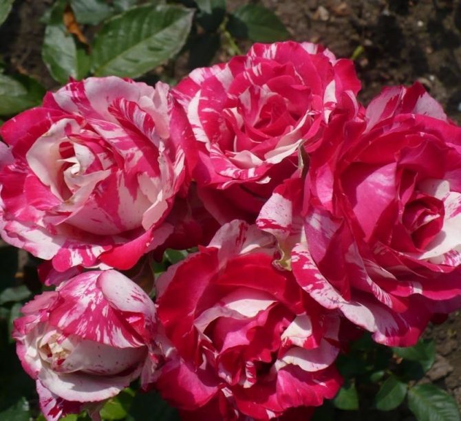 Розовые брызги или розы спрей: описание, сорта, посадка и уход