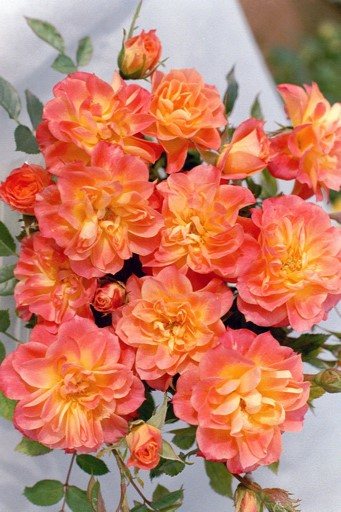 Розовые брызги или розы спрей: описание, сорта, посадка и уход