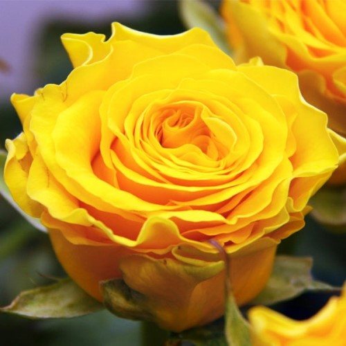 Розовые брызги или розы спрей: описание, сорта, посадка и уход