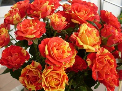 Розовые брызги или розы спрей: описание, сорта, посадка и уход