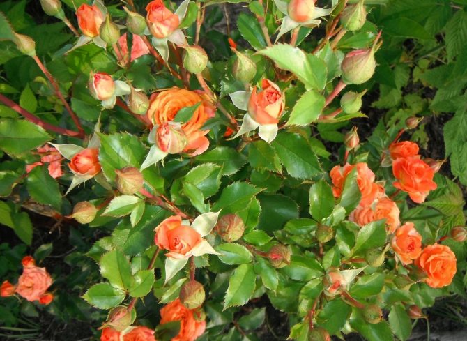 Розовые брызги или розы спрей: описание, сорта, посадка и уход