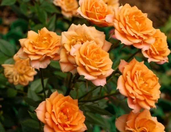 Розовые брызги или розы спрей: описание, сорта, посадка и уход