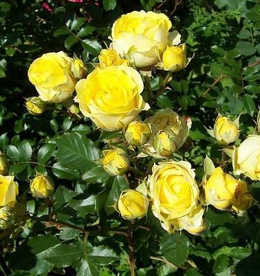 Розовые брызги или розы спрей: описание, сорта, посадка и уход