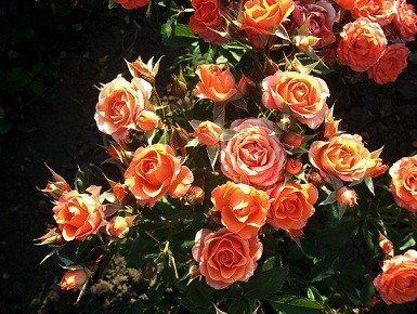 Розовые брызги или розы спрей: описание, сорта, посадка и уход