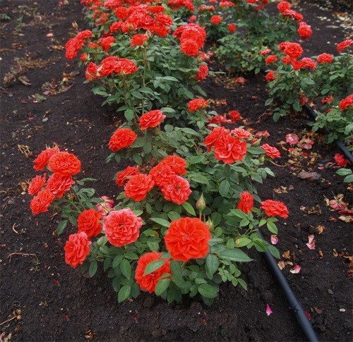 Розовые брызги или розы спрей: описание, сорта, посадка и уход