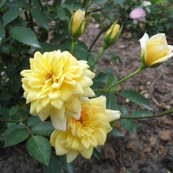 Розовые брызги или розы спрей: описание, сорта, посадка и уход