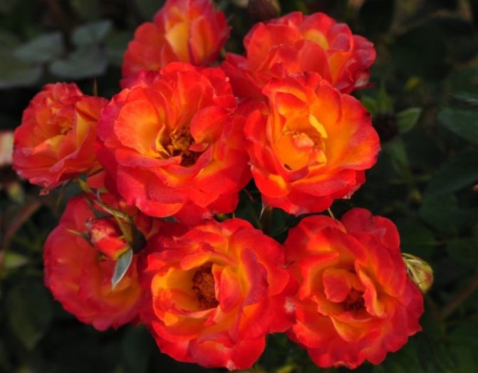 Розовые брызги или розы спрей: описание, сорта, посадка и уход