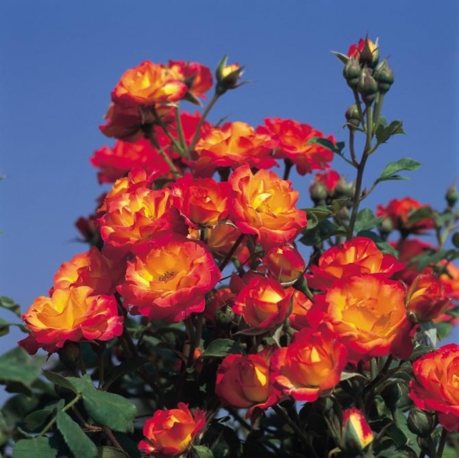 Розовые брызги или розы спрей: описание, сорта, посадка и уход