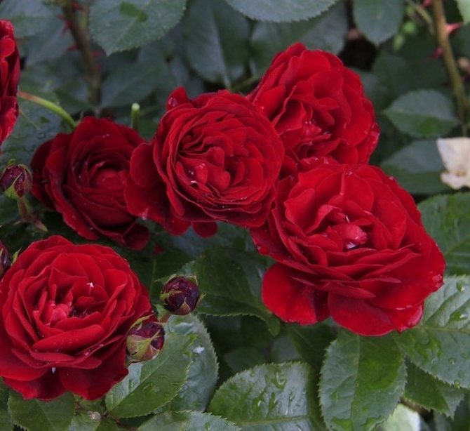 Розовые брызги или розы спрей: описание, сорта, посадка и уход