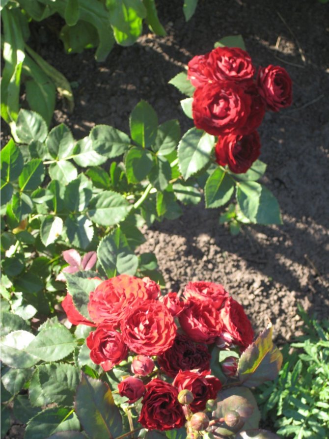 Розовые брызги или розы спрей: описание, сорта, посадка и уход