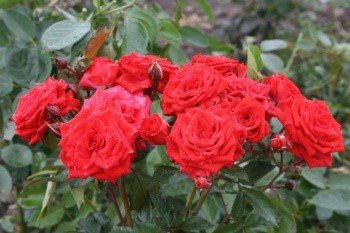 Розовые брызги или розы спрей: описание, сорта, посадка и уход