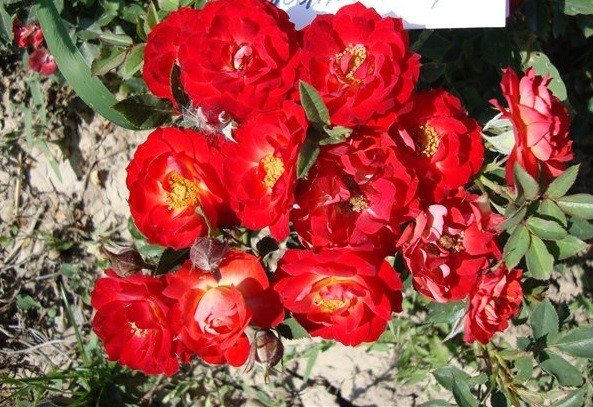 Розовые брызги или розы спрей: описание, сорта, посадка и уход