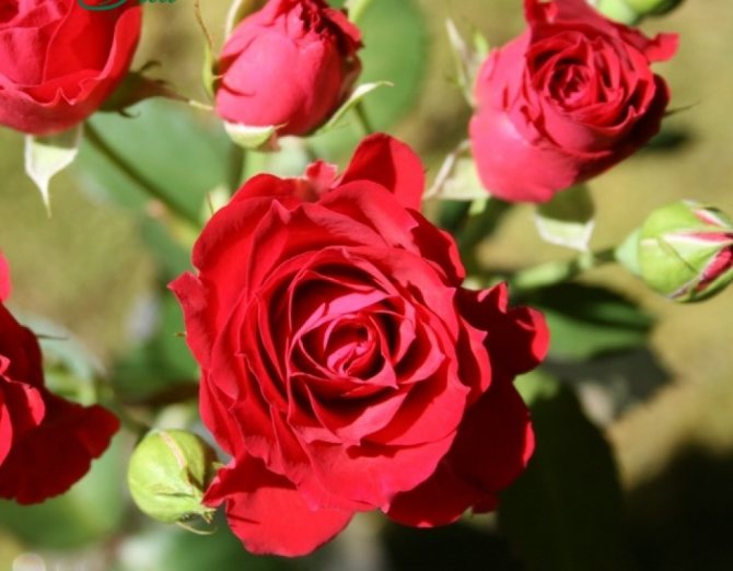 Розовые брызги или розы спрей: описание, сорта, посадка и уход