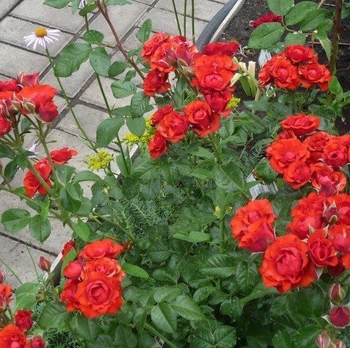 Розовые брызги или розы спрей: описание, сорта, посадка и уход