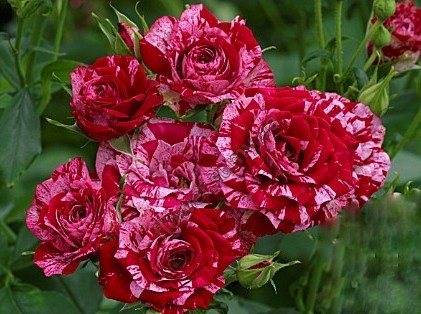 Розовые брызги или розы спрей: описание, сорта, посадка и уход