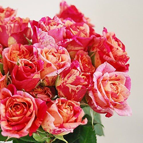 Розовые брызги или розы спрей: описание, сорта, посадка и уход