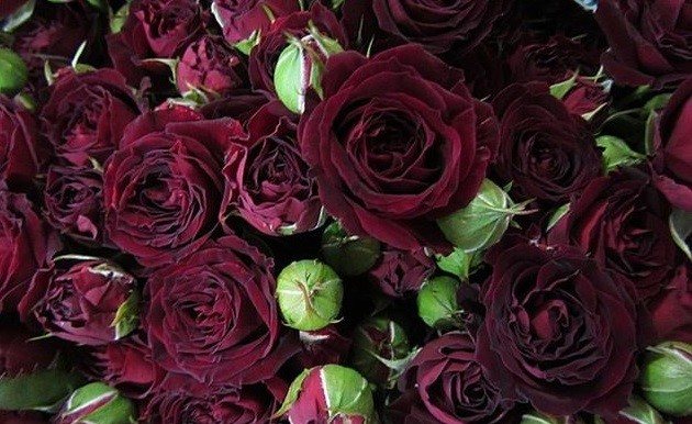 Розовые брызги или розы спрей: описание, сорта, посадка и уход