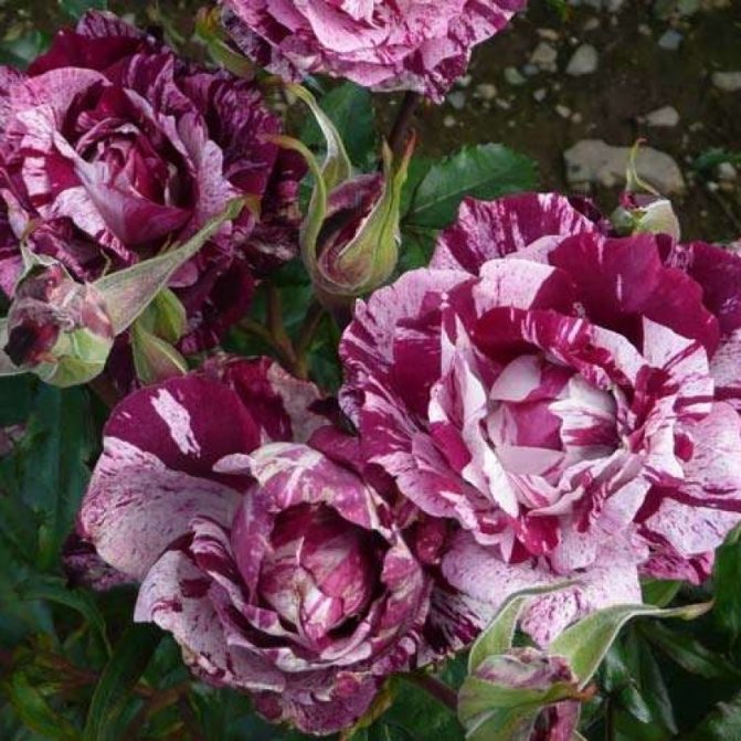 Розовые брызги или розы спрей: описание, сорта, посадка и уход