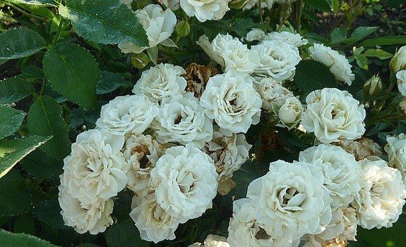 Розовые брызги или розы спрей: описание, сорта, посадка и уход