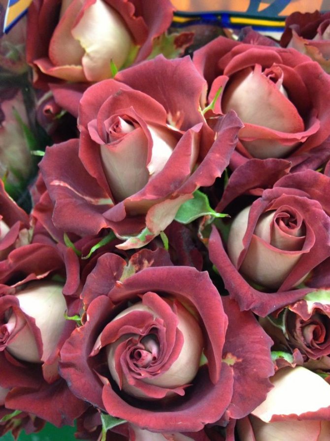 Розовые брызги или розы спрей: описание, сорта, посадка и уход