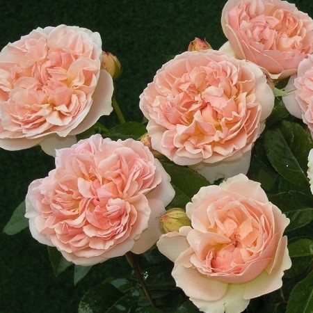 Розовые брызги или розы спрей: описание, сорта, посадка и уход