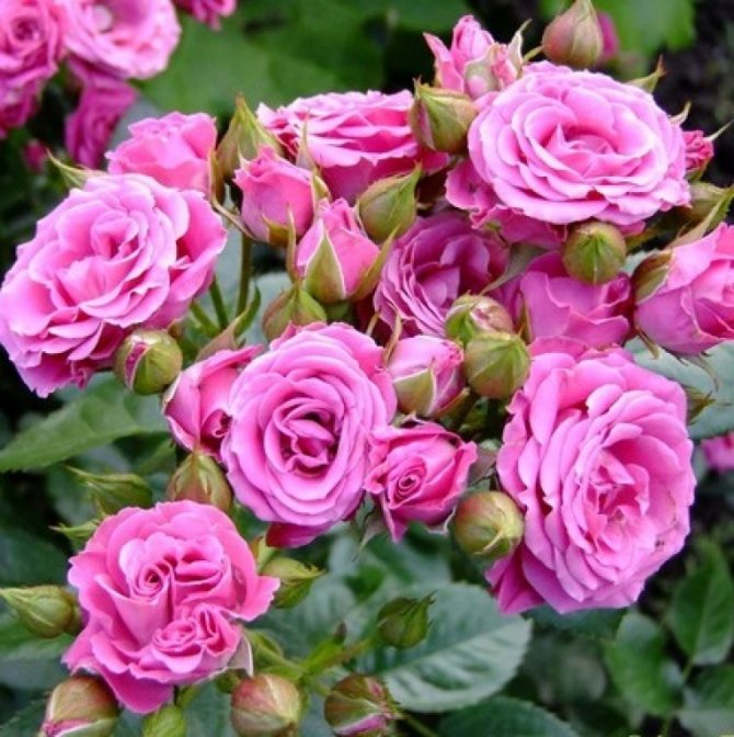 Розовые брызги или розы спрей: описание, сорта, посадка и уход