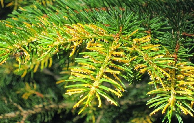 Ржавчина пихты