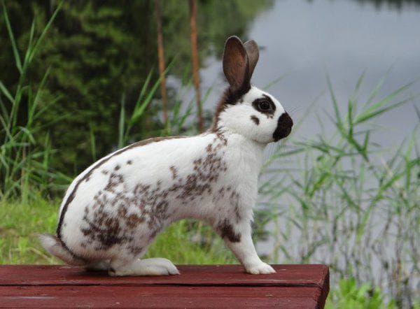 самка породы строкач