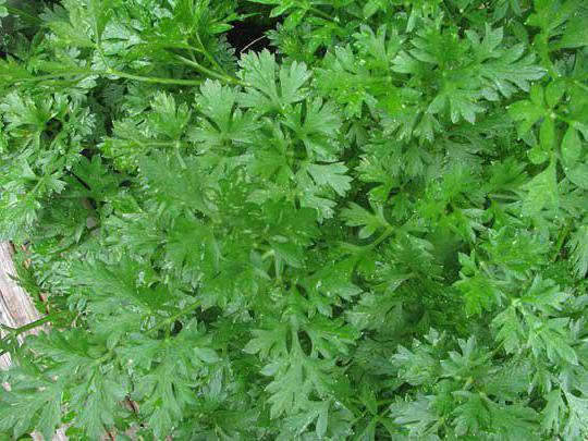 семейство зонтичные представители