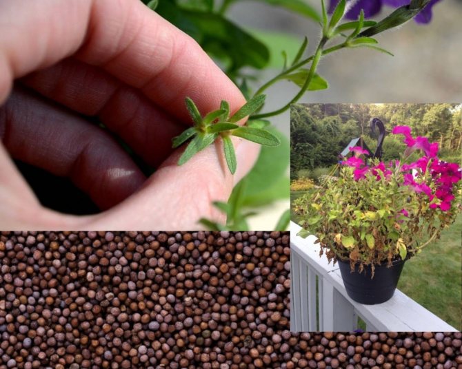 Семена петуньи