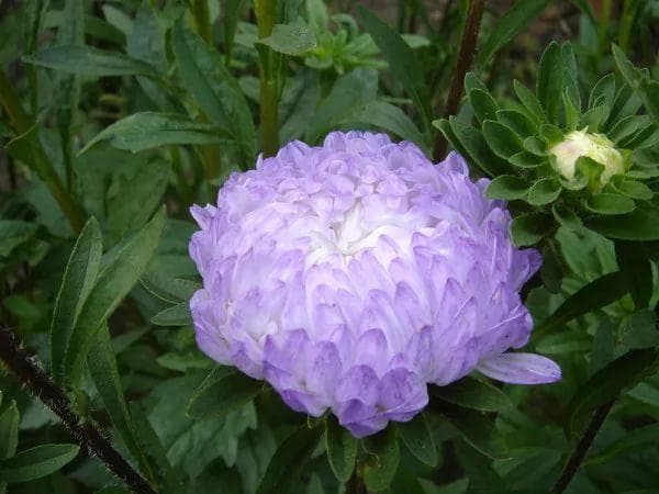 серебряная башня