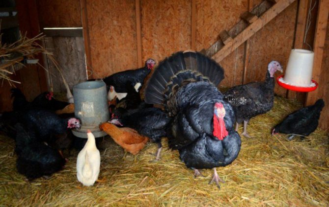 Содержание индюков зимой