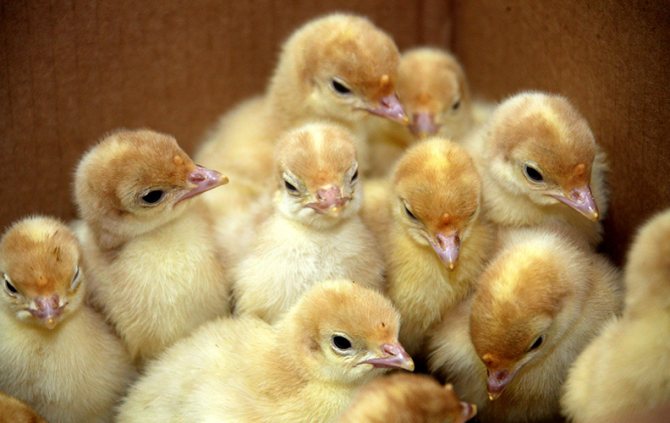 Содержание индюшат