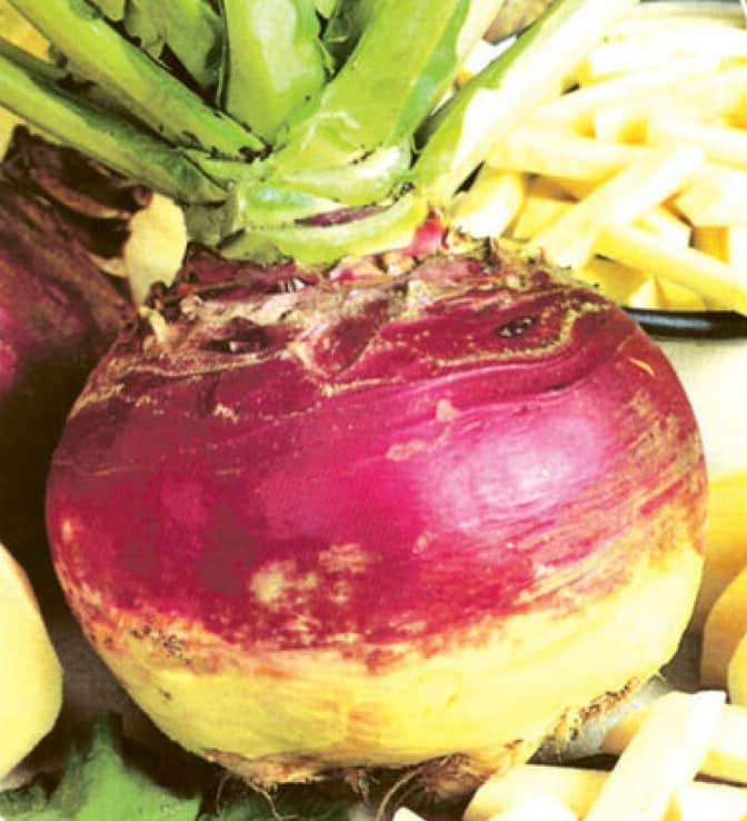 Сорт брюквы Кохалик синене