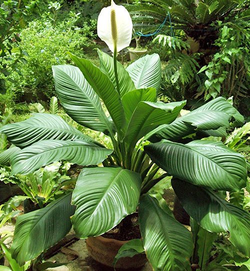 Спатифиллум Купидо - посадка и уход в домашних условиях, размножение