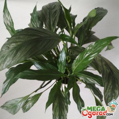 Спатифиллум Сильвер Купидо