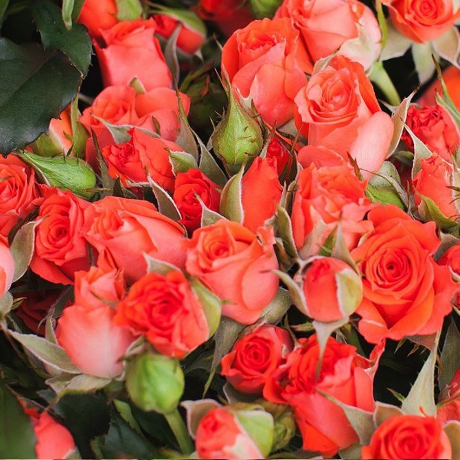 Спрей-роза Алегрия