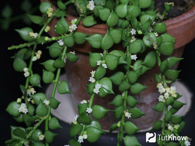 Стебли дисхидии