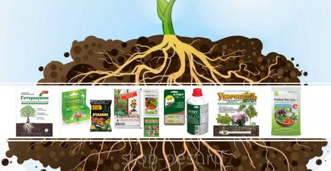 Стимуляторы корнеобразования - сравнительный анализ лучших препаратов