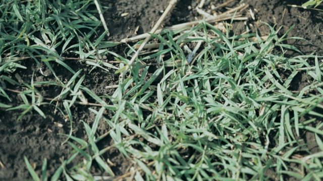 Свинорой пальчатый: самые эффективные способы уничтожить сорняк