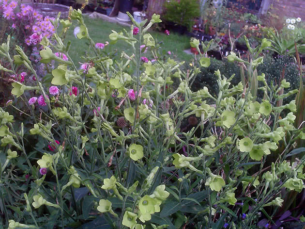 Табак Лангсдорфа (Nicotiana langsdorffii)