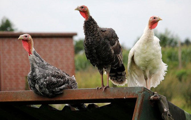 Температура для индюков