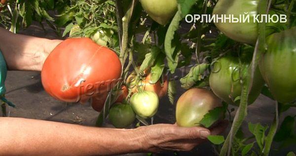 Томаты растут массой по 300-500 г, но бывают и рекордсмены под 700-800 г