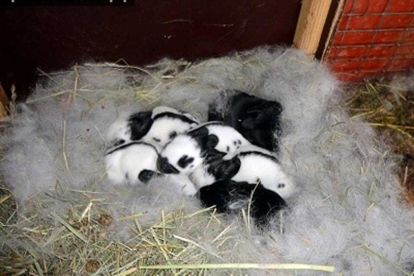 Уход за крольчатами