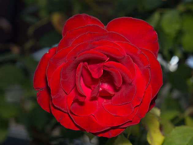 Уход за розами в ноябре