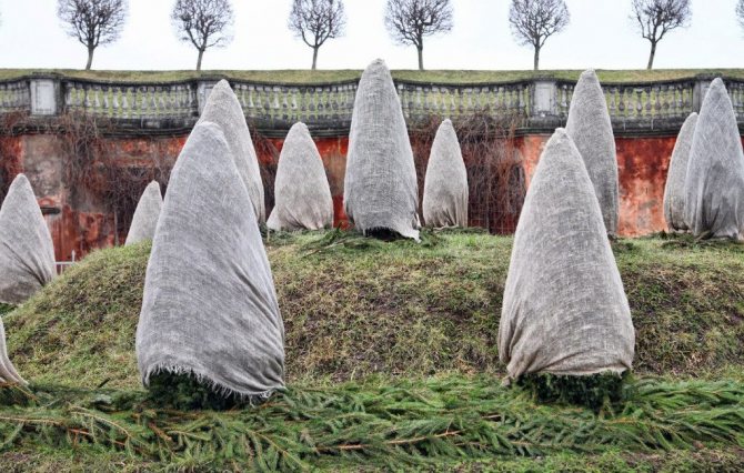 Укрытие пихты на зиму